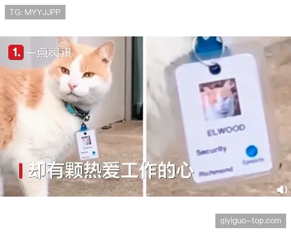 掌敏洁家的猫都比我的工资高